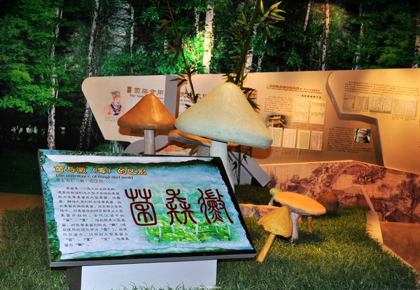 中华菌文化博览展厅剪影(图6)